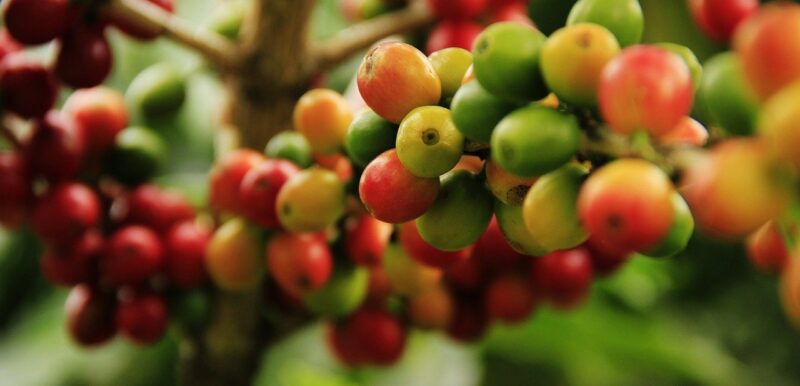 coffee plant